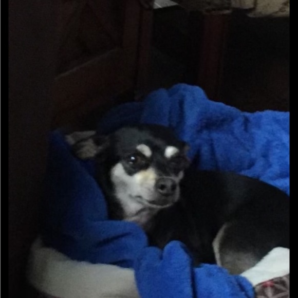 Coco portrait - Picture 4 of 5